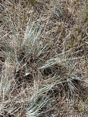 Andropogon cretaceus
