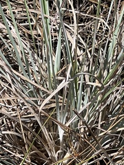 Andropogon cretaceus
