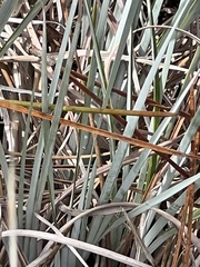 Andropogon cretaceus