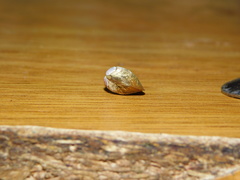 Corbicula largillierti