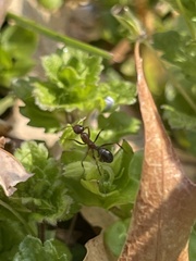 Formicoidea