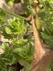 Formicoidea