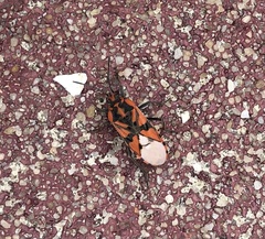 Spilostethus pandurus