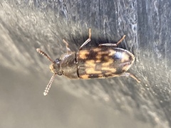 Litargus