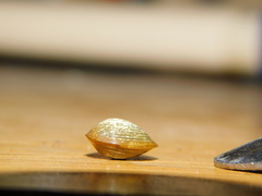 Corbicula largillierti