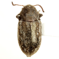 Myochrous intermedius