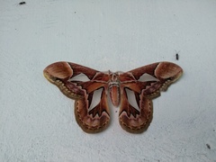 Rothschildia hopfferi