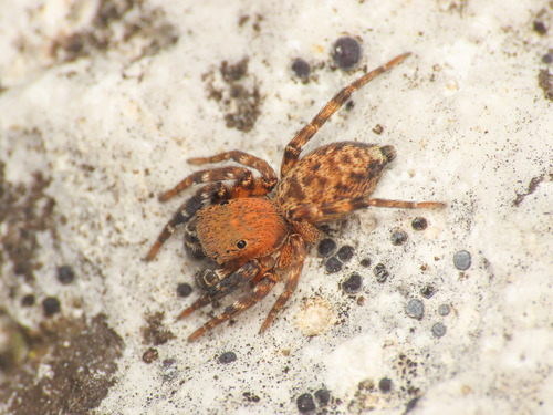 Algerian Jumping Spider