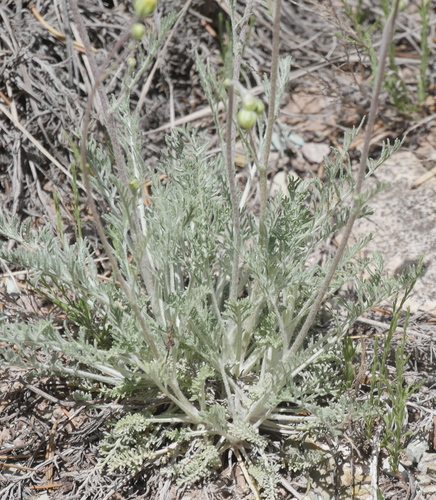 Hymenopappus filifolius var. cinereus
