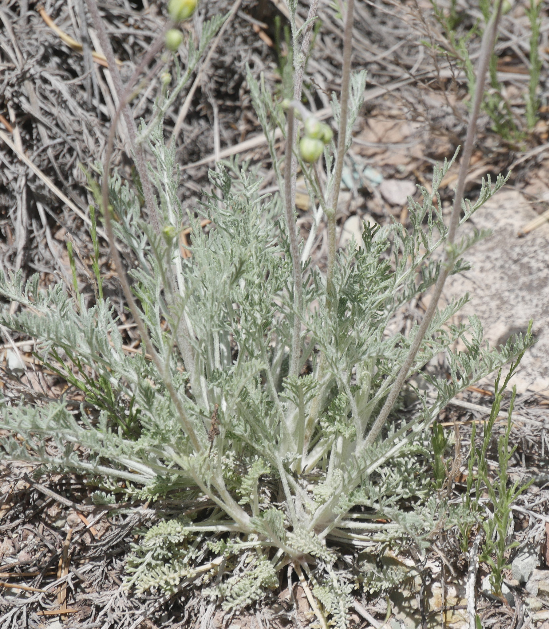 Hymenopappus filifolius var. cinereus