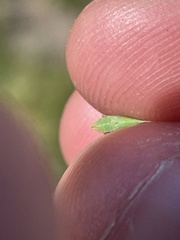Draeculacephala minerva