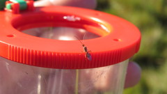 Meteorus pulchricornis