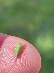 Draeculacephala minerva