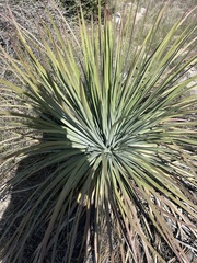 Hesperoyucca