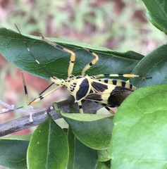 Armillatus