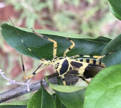 Armillatus