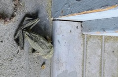 Rana luteiventris