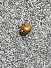 Harmonia axyridis