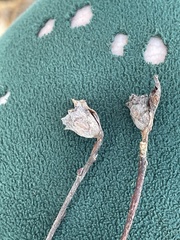 Rabdophaga salicisgnaphalioides