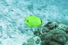Chaetodon andamanensis
