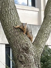 Sciurus niger