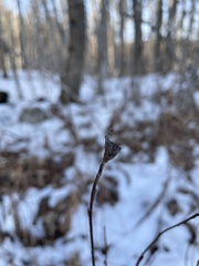 Rabdophaga salicisgnaphalioides