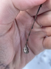 Rabdophaga salicisgnaphalioides