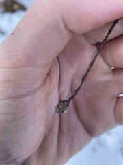 Rabdophaga salicisgnaphalioides