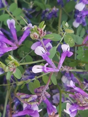 Vicia villosa microphylla