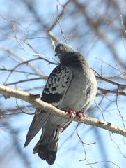 Columba livia domestica