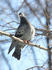 Columba livia domestica