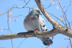 Columba livia domestica