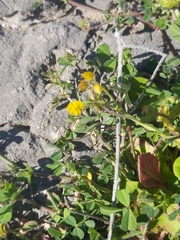 Medicago disciformis