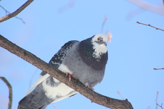 Columba livia domestica