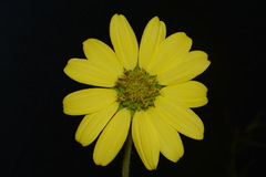 Silphium mohrii