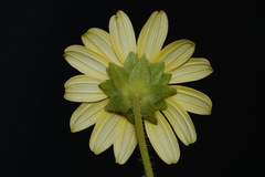 Silphium mohrii