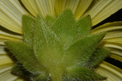 Silphium mohrii