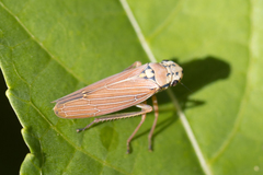Sonesimia dimidiata