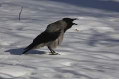 Corvus cornix