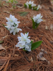 Scilla mischtschenkoana