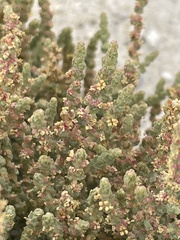 Atriplex julacea