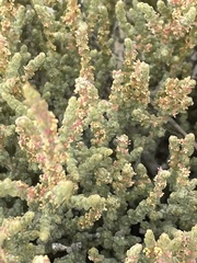 Atriplex julacea