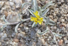 Lessingia glandulifera