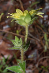 Silphium mohrii