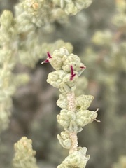 Atriplex julacea