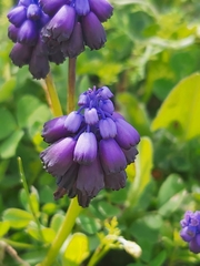 Muscari commutatum