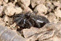 Trachyzelotes pedestris