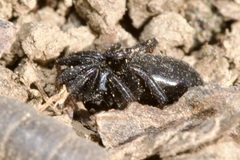 Trachyzelotes pedestris
