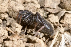 Trachyzelotes pedestris