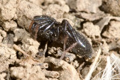 Trachyzelotes pedestris